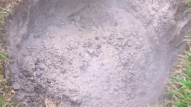 Genç bir ağaç dikmeden önce çukuru kömür ve külle dölleyin. Bitkileri dikmeden önce toprağı hazırlıyorum.