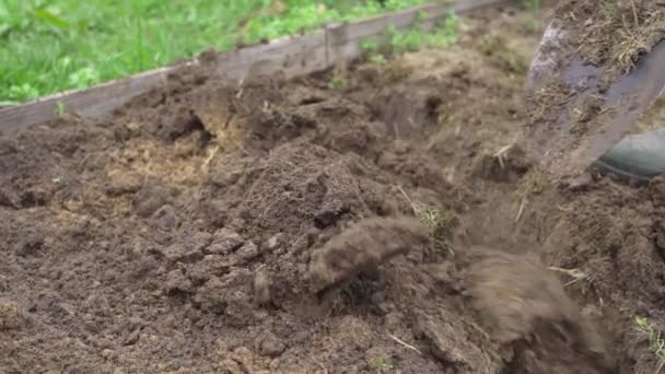 Vykopávání půdy mulčovacího koryta po zimě za účelem přípravy na výsadbu — Stock video