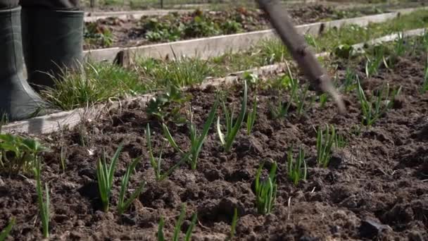 Péče o čerstvě rostoucí zelený česnek na zahradě na jaře. Uvolnění půdy pomocí plochého řezače — Stock video