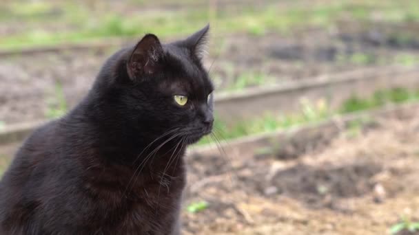 Όμορφη παχουλή μαύρη γάτα γλείφει τα χείλη της στο γρασίδι στο δρόμο close-up — Αρχείο Βίντεο
