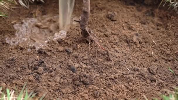 Riego de la tierra con agua al plantar un árbol joven en primavera — Vídeo de stock