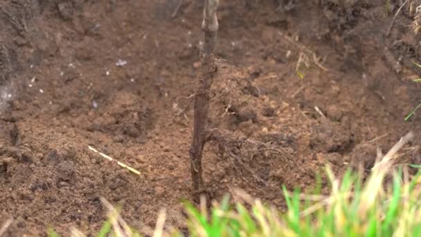 用泥土在一棵新种的树上挖，特写 — 图库视频影像