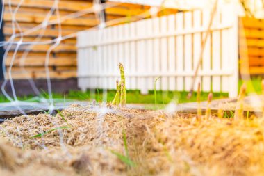 Kuşkonmaz gün doğumunda bahçede filizlenir.