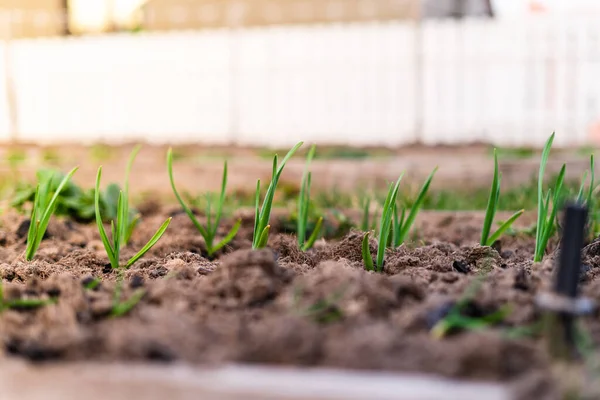 Bahçe yatağında yeşil sarımsak filizleri yetişiyor. Samanla kaplı yerde kış sarımsağı.