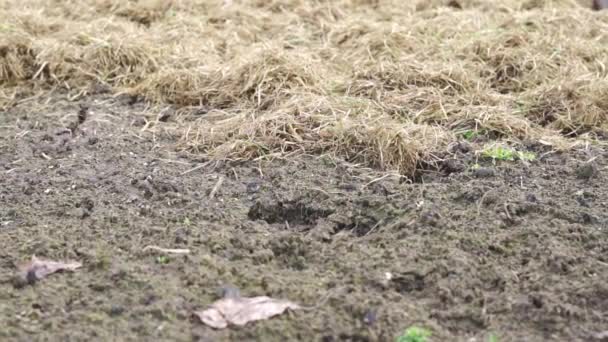 Použití suché trávy při mulčování zahrady — Stock video
