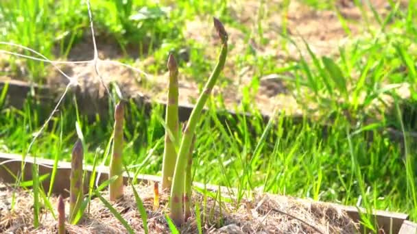 Tallo de espárragos creciendo en un jardín casero bajo el sol de cerca — Vídeos de Stock