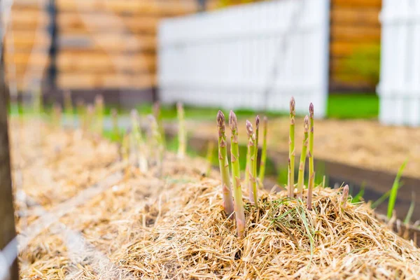 Growing green asparagus for home consumption. The bed is covered with mulch, the first spring harvest