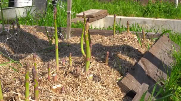 Las manos masculinas cortan con un cuchillo la cosecha de espárragos verdes en el jardín — Vídeo de stock