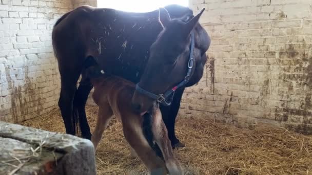 Pferdefohlen trinkt Muttermilch im Stall — Stockvideo