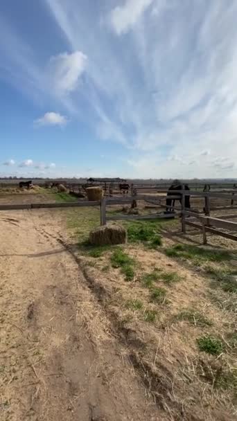 Pionowe wideo z panningu nad ranczem koni z pięknym niebem — Wideo stockowe