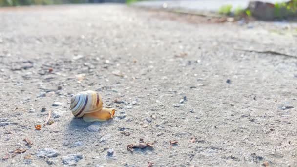 Un pequeño caracol come y se arrastra sobre el asfalto en el clima soleado en el lapso de tiempo — Vídeo de stock