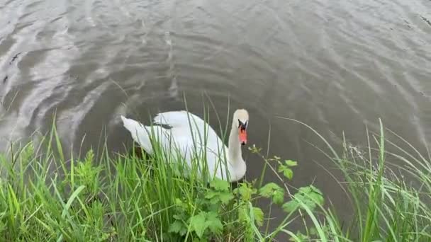 Cisne branco na lagoa lavado em terra — Vídeo de Stock