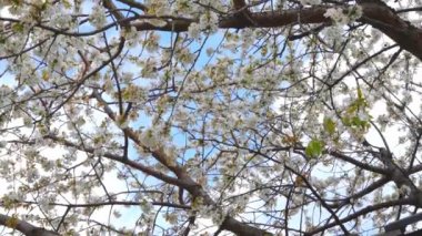 Beyaz çiçekli tatlı kiraz çiçekleri Bulutlu mavi gökyüzüne karşı