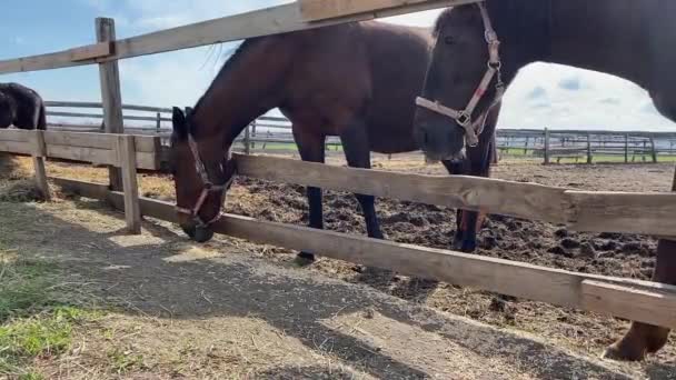 A felnőtt lovak a farmon esznek takarmányt. — Stock videók