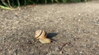 Küçük salyangoz asfaltta sürünüyor.