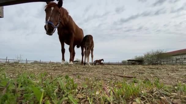 Pferde laufen auf der Straße über die Ranch und grasen — Stockvideo