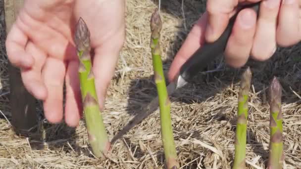 Les mains masculines coupent avec un couteau la récolte des asperges vertes dans le jardin — Video