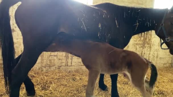 Csikó keres egy mell az anya ló az istállóban — Stock videók