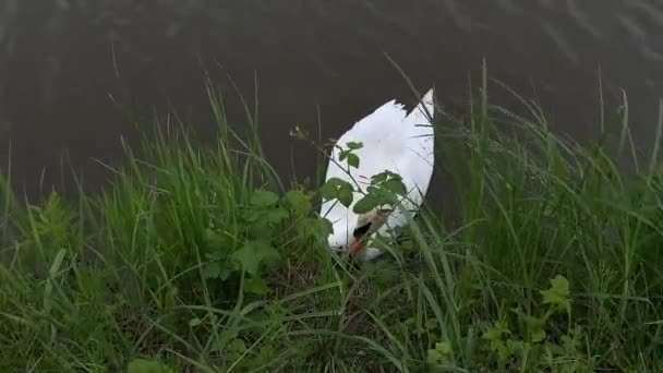 美しい孤独な白い白鳥が食べ物を求めて岸に洗った — ストック動画