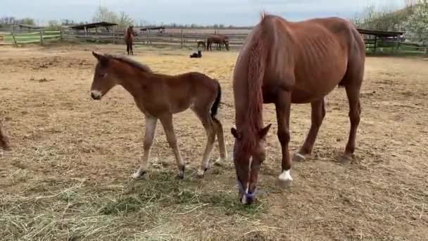 Junges Pferdefohlen lernt bei Mama laufen — Stockvideo