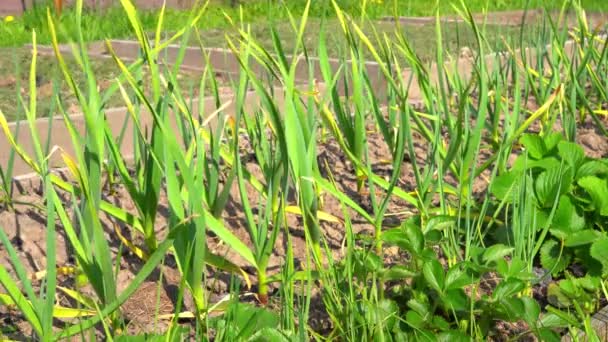 Green garlic sways in the wind in the garden — Stock Video