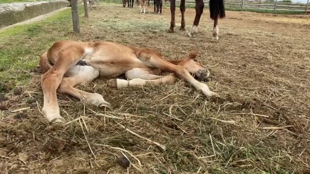 The foal is lying on the street in the straw near the adult horses — Stockvideo