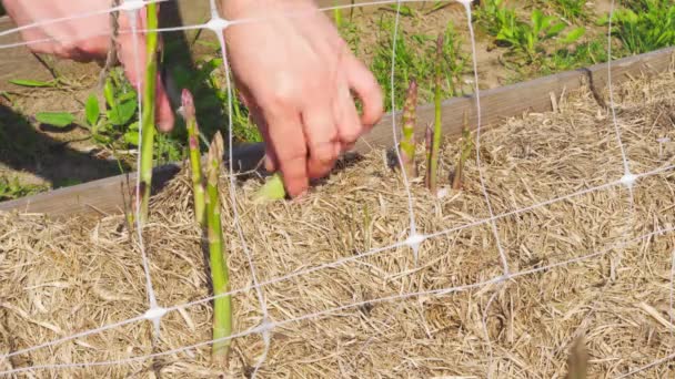 Las manos masculinas cortan con un cuchillo la cosecha de espárragos verdes en el jardín — Vídeos de Stock