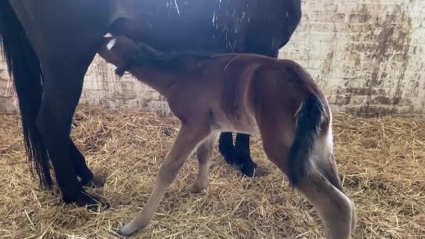 The foal sucks the mares tit, the horse mom licks her offspring — Stockvideo