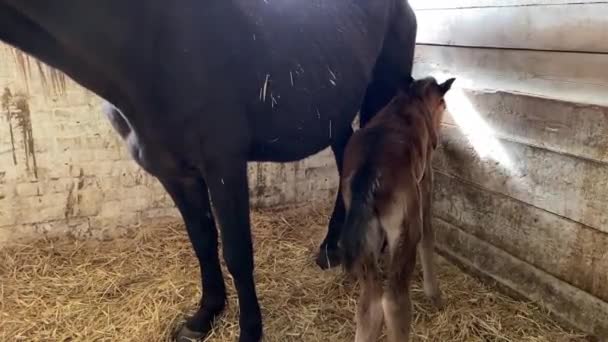 Źrebak koni niepewnie stoi na nogach w pobliżu klaczy matka w stajni — Wideo stockowe