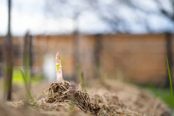 Primi Germogli Asparagi Primavera Crescono Giardino Primo Piano — Foto Stock
