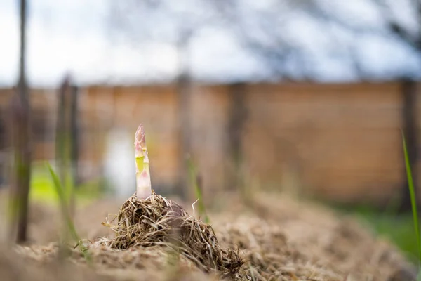 Eerste Spruiten Van Asperges Het Voorjaar Groeien Tuin Close — Stockfoto