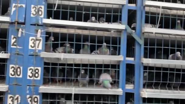 Portador de palomas que lleva aves en cajas de palomas en el camino — Vídeos de Stock