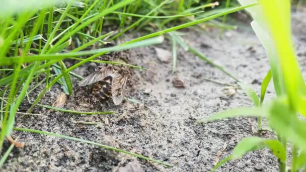 Mravenčí kolonie útočí na velkou gadfly, detailní mravenčí rodinnou týmovou práci — Stock video