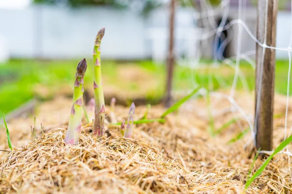 Crecimiento Espárragos Verdes Para Consumo Doméstico Cama Está Cubierta Con — Foto de Stock