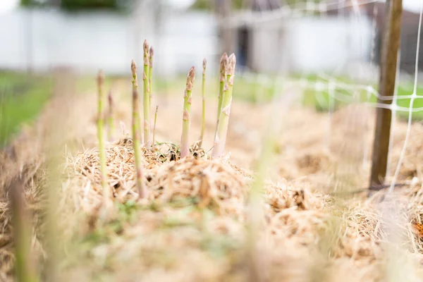 Los Primeros Brotes Espárragos Primavera Crecen Primer Plano Del Jardín — Foto de Stock