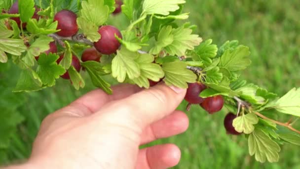 Mano raccoglie l'uva spina rossa matura da un cespuglio primo piano — Video Stock