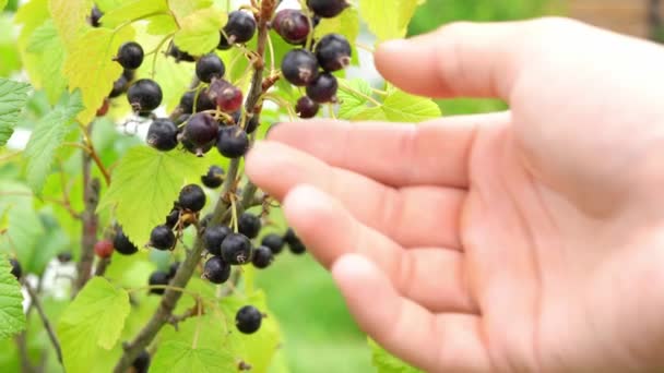 Kézzel szedi a fekete ribizli bogyóit közelről a bokorból. — Stock videók