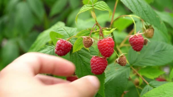 Hand picks ripe red raspberries from a bush, close-up — Αρχείο Βίντεο