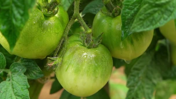 Обприскування зелених вирощуваних помідорів водою — стокове відео