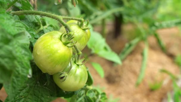 Groene tomaten met water besproeien — Stockvideo