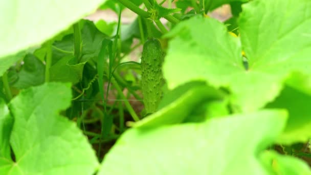Ruční sběr čerstvé mladé rostoucí okurky — Stock video