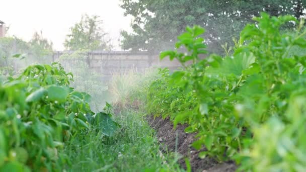 Kvällsbevattning av grönsaksland med planterad potatis — Stockvideo