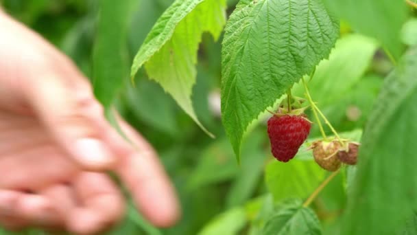 Hand picks ripe raspberries from a bush, close-up — Stock Video