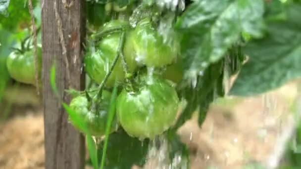 Grüner Tomatenanbau nach heißen Sommertagen mit Wasser gießen, Nahaufnahme in Zeitlupe. Hausgemachte Tomaten anbauen — Stockvideo