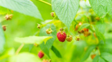 Kırmızı ahududular çalılıklarda yetişir.