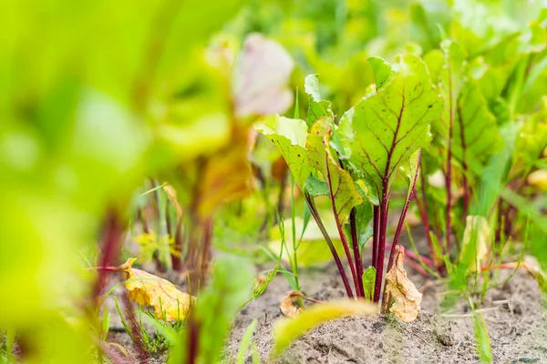 Young growing beets growing in the garden close-up