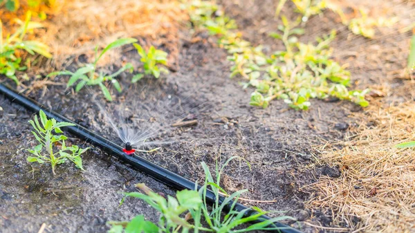 Automatické Zavlažování Rozstřikuje Půdu Denním Vedru — Stock fotografie