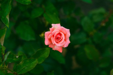 Çerçevenin ortasında zarif pembe bir gül var.