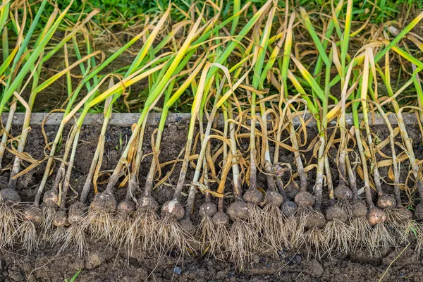 Bahçede taze ev yapımı sarımsak hasadı