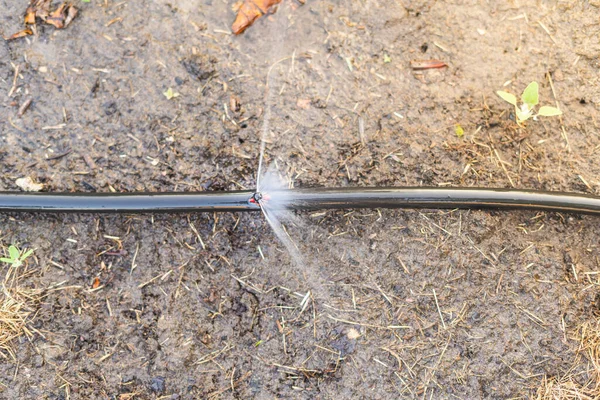 Bewässerung Auf Dem Beet Installiert Automatische Bewässerung — Stockfoto